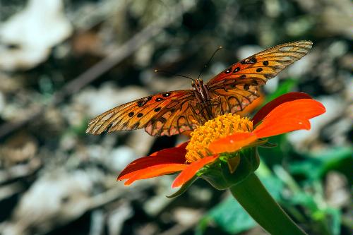 butterfly on orange flower